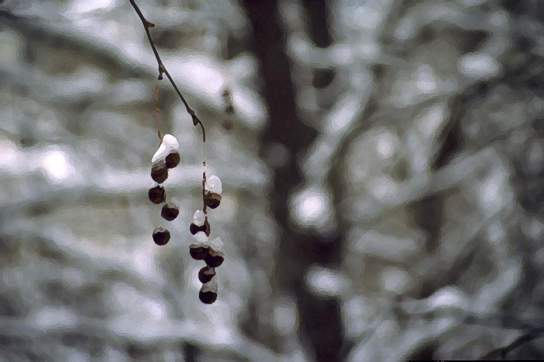 White scenery